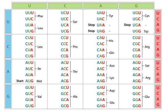 The genetic code table.
