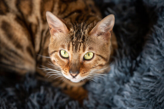 Yeux De Chat Images – Browse 163 Stock Photos, Vectors, and Video | Adobe  Stock