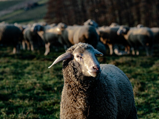 Schafe auf der Weide