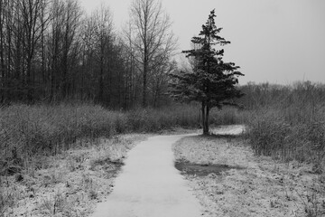 trail in the swamp covered with snow in winter in black and white
