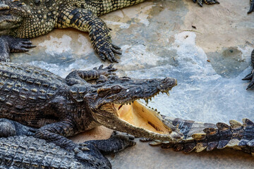 Close-up portrait of crocodile  is opening its mouth at the crocodile farm in Thailand Zoo