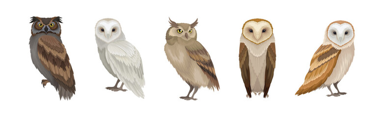 Different Species of Owl as Nocturnal Bird of Prey with Hawk-like Beak and Forward-facing Eyes Vector Set