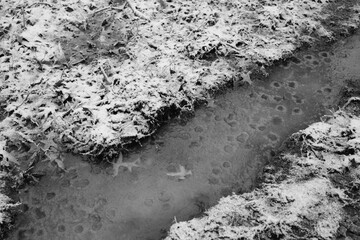 frozen puddle in the swamp with snow in winter in black and white