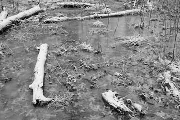frozen puddle in the swamp with snow in winter in black and white