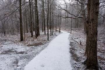 trail in the swamp covered with snow in winter