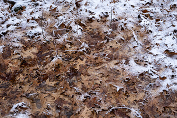 fallen leaves covered with snow and ice in winter