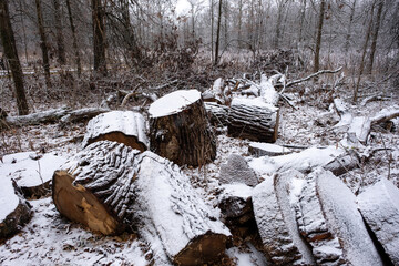 chopped trees by the trail in the swamp with snow in winter 