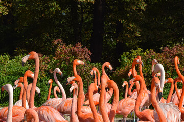Flamingo in the zoo