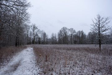 trail in the swamp covered with snow in winter