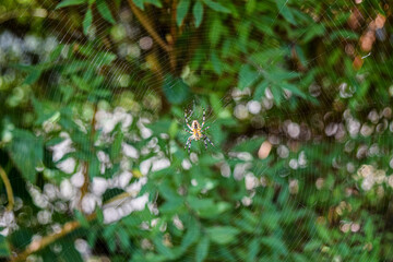 spider on the web