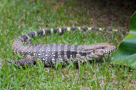 Brazilian Big Lizard. This animal is very rare in Brazilian forests