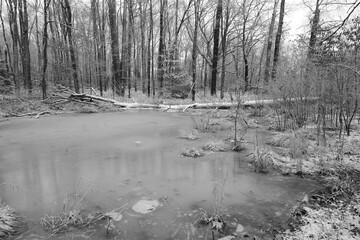 frozen pond in the swamp covered with snow in winter in black and white