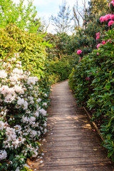 Fototapeta na wymiar Path between beautiful blooming rhododendrons and camellia trees in botanical garden at spring