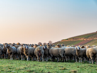 Gr0ße Herde Schafe auf einer Weide