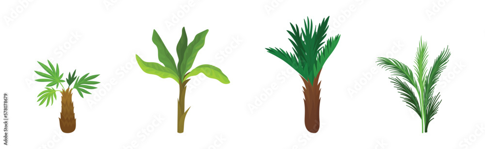 Poster palm tree with large evergreen leaves and unbranched stem or trunk vector set