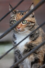 surprised cat behind the fence on the street