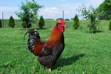 Cock walking on green grass