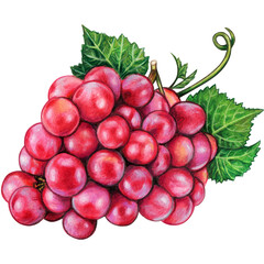 Watercolor hand drawn grape fruit
