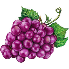 Watercolor hand drawn grape fruit