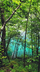 Obraz premium lake water sea seagulls birds on the water lake view landscape forest greenery forest lake mountain air mountain lake landscape nature