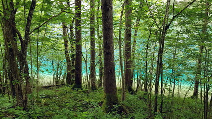 Obraz premium lake water sea seagulls birds on the water lake view landscape forest greenery forest lake mountain air mountain lake landscape nature