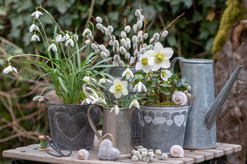 Garten-Arrangement mit Christrosen, Schneeglöckchen und Weidenkätzchen in vintage Gefäßen