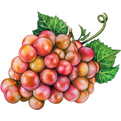 Watercolor hand drawn grape fruit