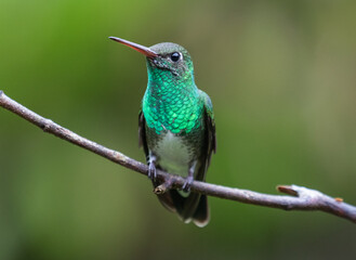 bright hummingbird on a branch
