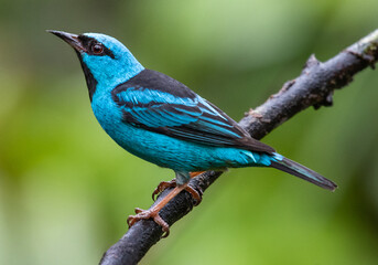 blue bird on a branch