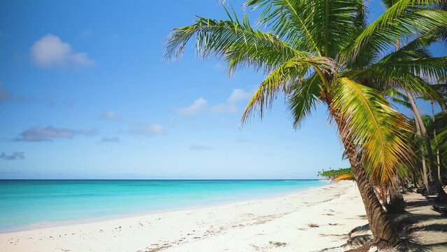 Caribbean azure sea water on white sand and blue sky. Coconut palms stand on the shore of a beautiful sea beach. Amazing exotic seascape. Tropical palm island background. Natural sunny day landscape.