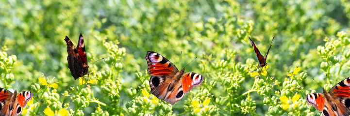 Colorful peacock butterflies on yellow-green flowers. Banner. Summer sunny background. Create mood for yourself
