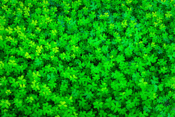 background of green garden clover , trefiol texture closeup, forest nature wallpaper , pattern of...