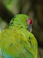 Naklejka premium Great Green Macaw, Costa Rica