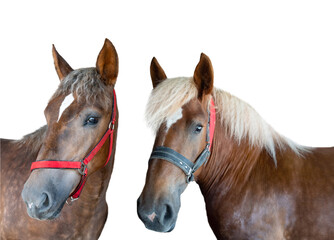 Obraz premium portrait of a thoroughbred horse isolated on a white