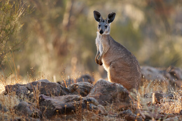 Common Wallaroo - Osphranter robustus also called euro or hill wallaroo, mostly nocturnal and solitary, loud hissing noise, sexually dimorphic, like most wallaroos, silhouette in evening © phototrip.cz