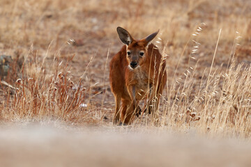 Common Wallaroo - Osphranter robustus also called euro or hill wallaroo, mostly nocturnal and solitary, loud hissing noise, sexually dimorphic, like most wallaroos, silhouette in evening