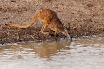 Naklejka na ściany i meble Common Wallaroo - Osphranter robustus also called euro or hill wallaroo, mostly nocturnal and solitary, loud hissing noise, sexually dimorphic, like most wallaroos, drink water in desert