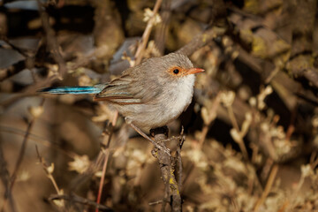 Female of Splendid Fairywren - Malurus splendens passerine bird in Maluridae, blue wren found in Australia in arid and semi-arid regions, sexual dimorphism.