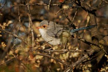 Female of Splendid Fairywren - Malurus splendens passerine bird in Maluridae, blue wren found in Australia in arid and semi-arid regions, sexual dimorphism.