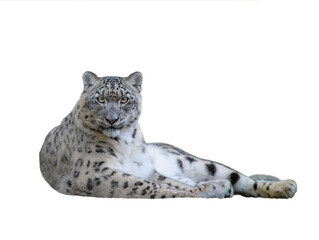Naklejka premium snow leopard Isolated on white background