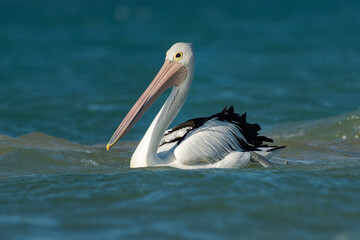 The Australian pelican (Pelecanus conspicillatus) hunts fish in blue ocean, widespread on the inland and coastal waters of Australia and New Guinea and Fiji. Great white and black bird with huge beak
