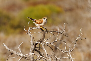 Nankeen Kestrel - Falco cenchroides also Australian kestrel, bird raptor native to Australia and New Guinea, small falcons, pale rufous upper-parts with contrasting black flight-feathers