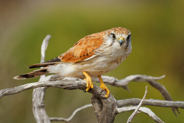 Nankeen Kestrel - Falco cenchroides also Australian kestrel, bird raptor native to Australia and New Guinea, small falcons, pale rufous upper-parts with contrasting black flight-feathers