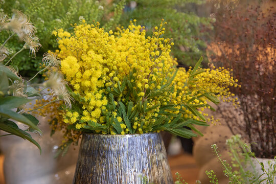 Vase of fresh cut Acacia Dealbata, also known as silver wattle or mimosa in spring.