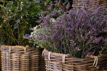 Fototapeta premium Wicker basket full of fresh cut purple Limonium platyphyllum flowers or florist's sea lavender in spring garden shop.