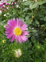 pink chrysanthemum with bee