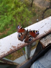 butterfly 