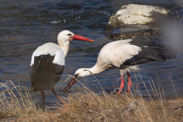 Cigüeñas bebiendo en el Arga