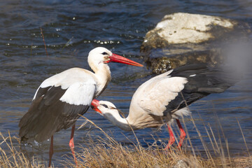 Cigueñas bebiendo en el rio