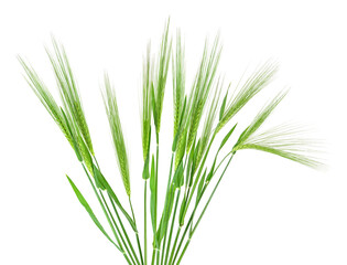 Bunch of green spikelets isolated on a white background